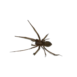 Паук